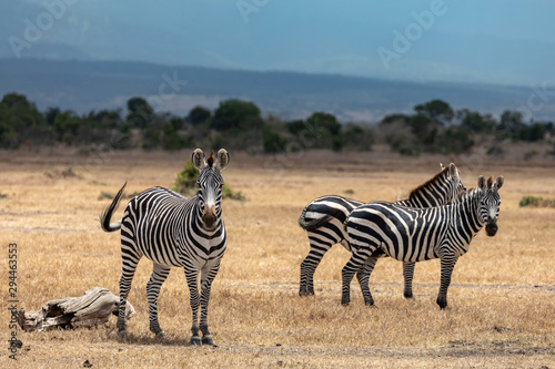 Three Grevy s Zebras on the Savanna Near Mount Kenya