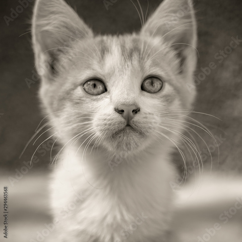 Young kitten closeup portrait in summer day, bw photo.