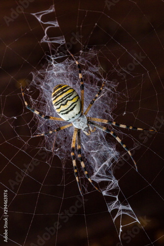 Argiope tygrzyk paskowany pająk sieć