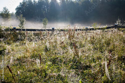 łąka sieci pajęcze mgła