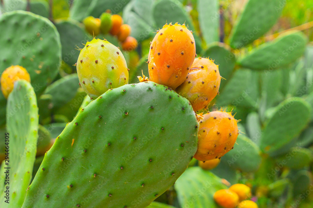 Prickly pear cactus with orange fruits close-up Prickly pear cactus with orange fruits close-up