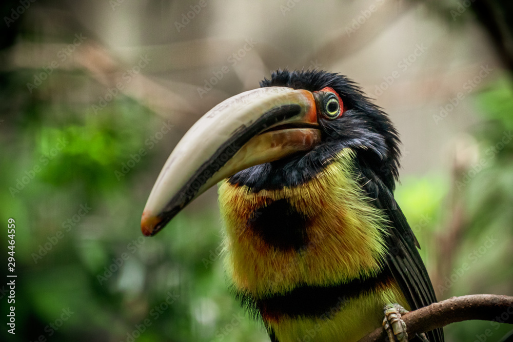 portrait of a tropical toucan bird portrait of a tropical toucan bird