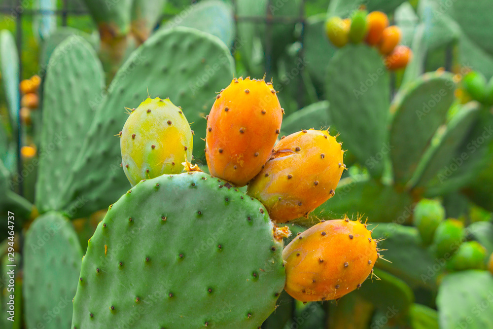 Prickly pear cactus with orange fruits close-up Prickly pear cactus with orange fruits close-up