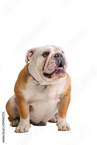 english bulldog portrait on white background © mishadp