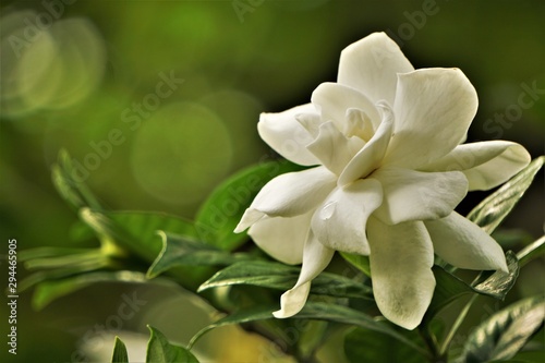 Pretty gardenia flower (Gardenia jasminoides) blooming in the green garden background , Spring in GA USA.