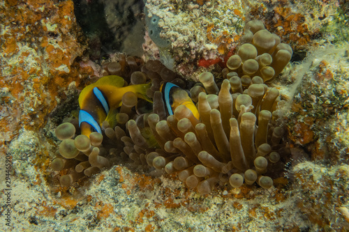 Clownfish in the Red Sea Colorful and beautiful  Eilat Israel
