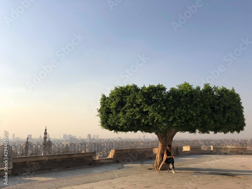 Person under green and brown tree during daytime