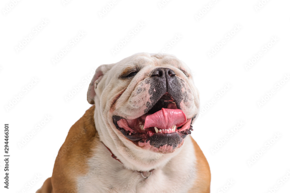 english bulldog portrait on white background