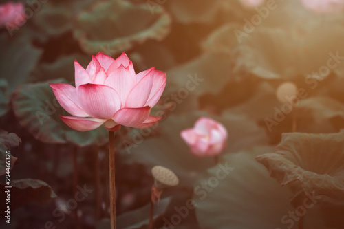Beautiful lotus flower blooming and green lotus leaf dark tone background in pond. Blank copy space.
