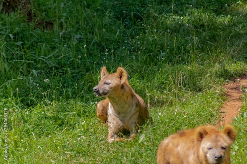 a hyena resting in a green meadow