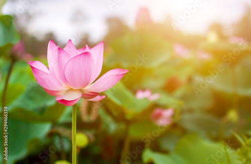 Beautiful lotus flower blooming and green lotus leaf background in pond. Blank copy space.