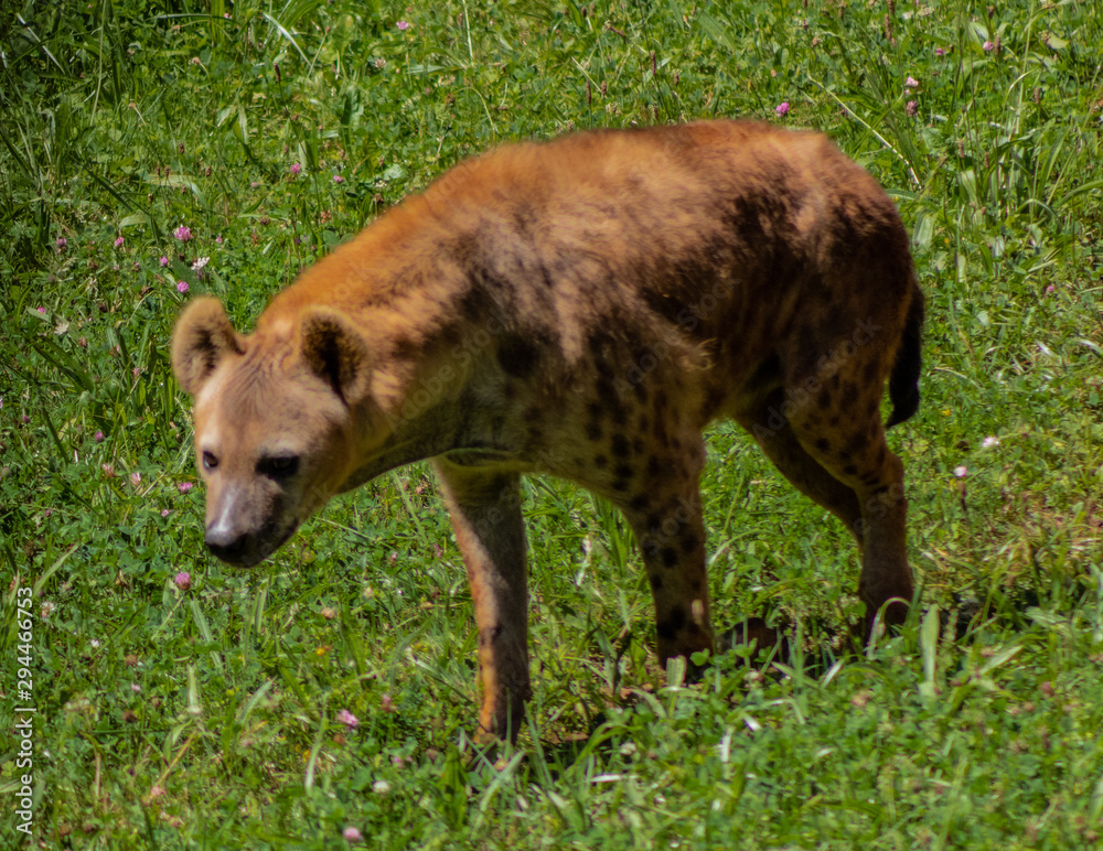 a hyena resting in a green meadow