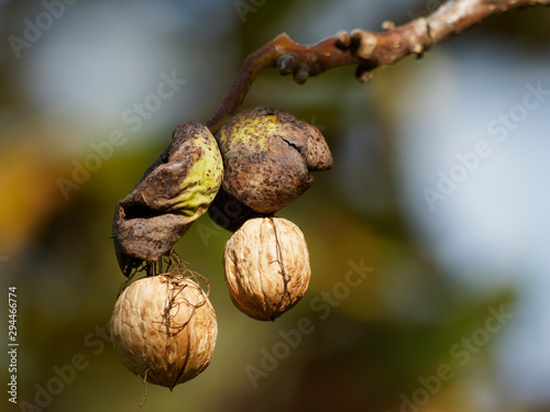 Mature walnut tree with ripe and large walnut in his shell with falling brown husk 