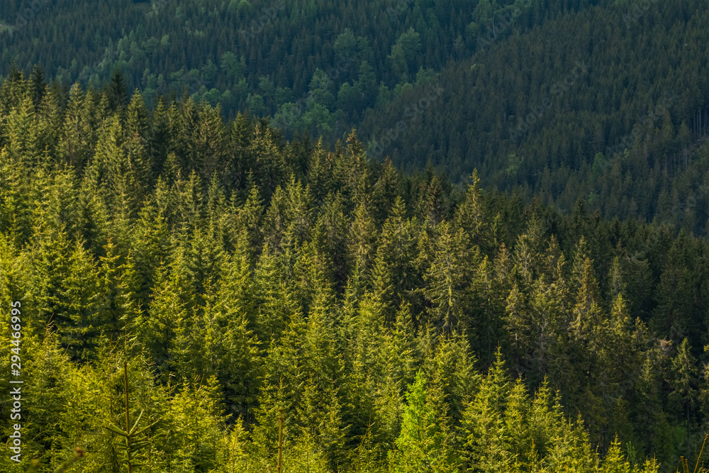 Summer sunlight on green trees in the in Krkonose National park forest, Czech Republic