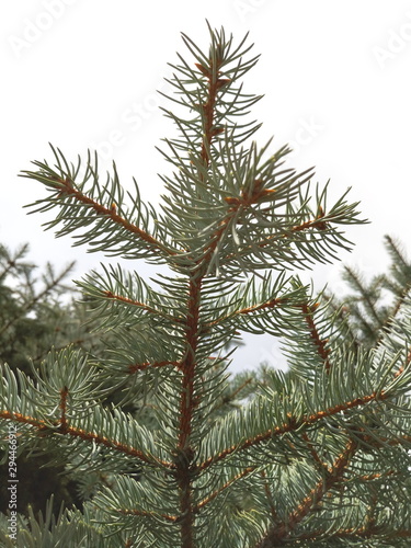 green spruce branches for the new year