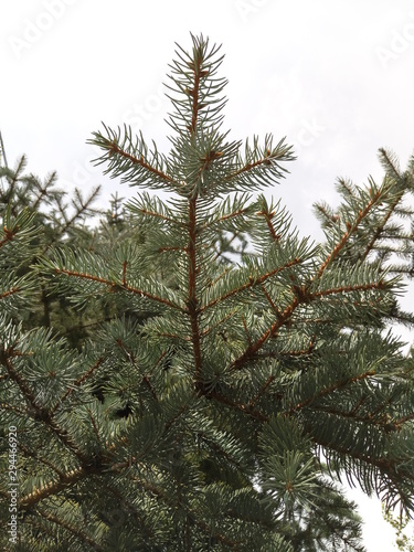 green spruce branches for the new year