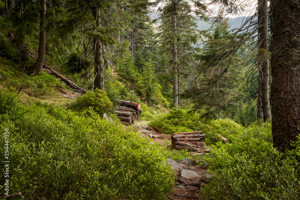 Footpath through Natural Forest of Krkonose mountains, Czechia