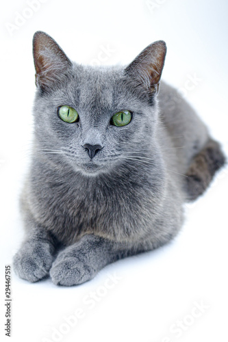 Blue Russian Cat Studio Portrait - Cat on a White Background