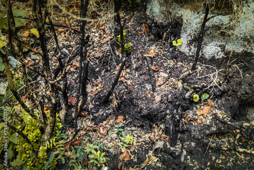 burnt trees in a beautiful forest, consequences of natural catastrophe burnt trees in a beautiful forest, consequences of natural catastrophe