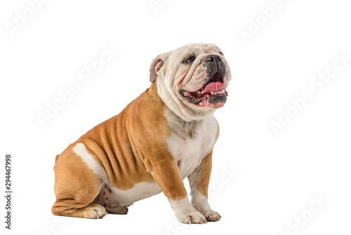 english bulldog portrait on white background © mishadp