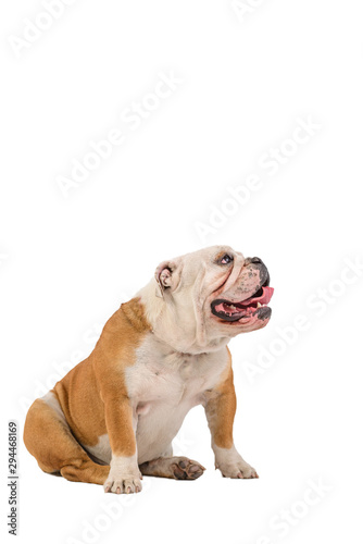 english bulldog portrait on white background