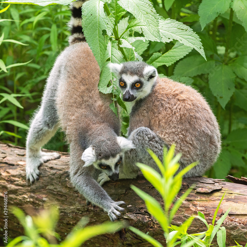Portrait of two kutta lemurs on a fallen tree trunk photo