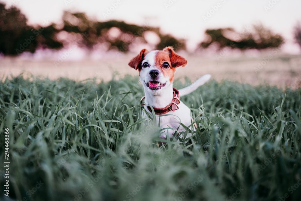 cute small jack russell dog in countryside standing among green grass. wearing a brown leather leash and collar cute small jack russell dog in countryside standing among green grass. wearing a brown leather leash and collar