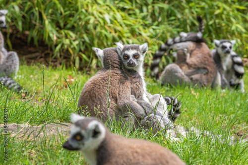 Katta lemurs on a day break in a clearing