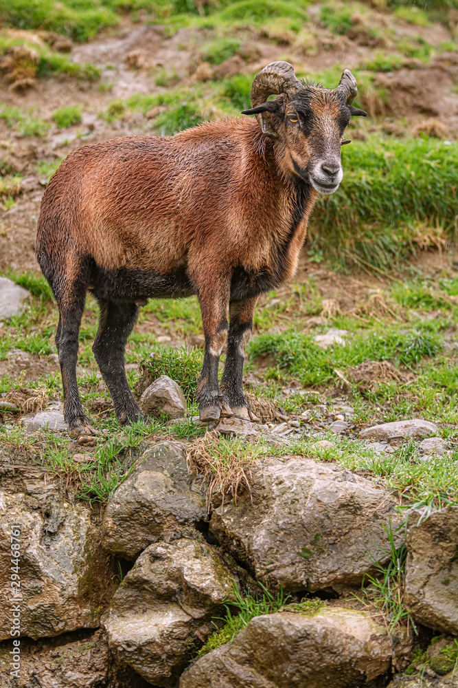 Fototapeta premium Ram on Stones