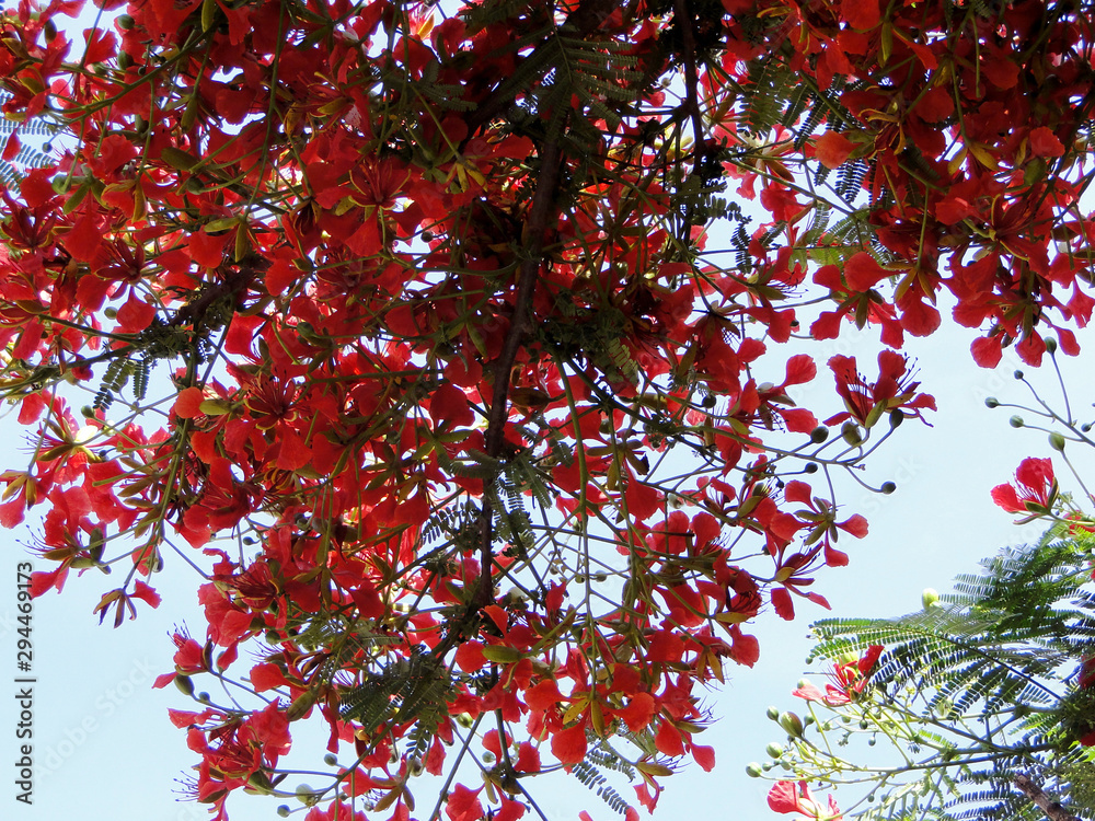 background with red branches of christmas tree background with red branches of christmas tree