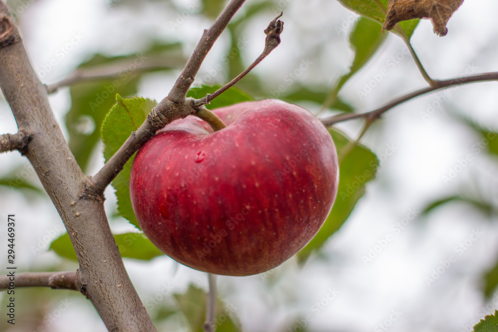 large ripe apples clusters hanging heap on a tree branch in an intense apple orchard. Dewdrops. Vitamins. Vegetarian large ripe apples clusters hanging heap on a tree branch in an intense apple orchard. Dewdrops. Vitamins. Vegetarian