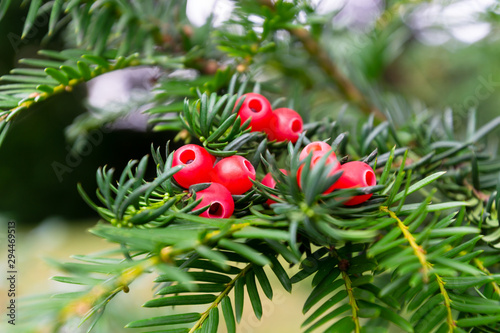 The european yew or taxus baccata tree branch with the red berries