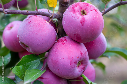 Florina, sometimes Querina, winter variety of home-made apple, Ripe fruit on a branch covered with dew from the rain. Vitamins. Vegetarian food. photo