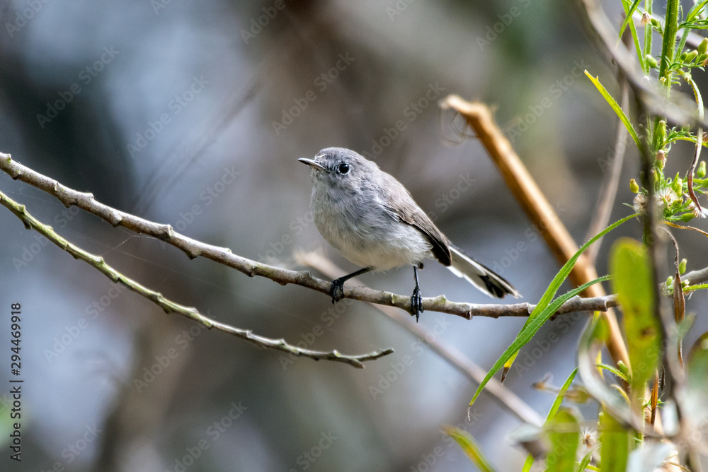 Small Blue Gray Gnatcatcher bird perched on a thin branch and preparing to move to the next tree to forage. Small Blue Gray Gnatcatcher bird perched on a thin branch and preparing to move to the next tree to forage.