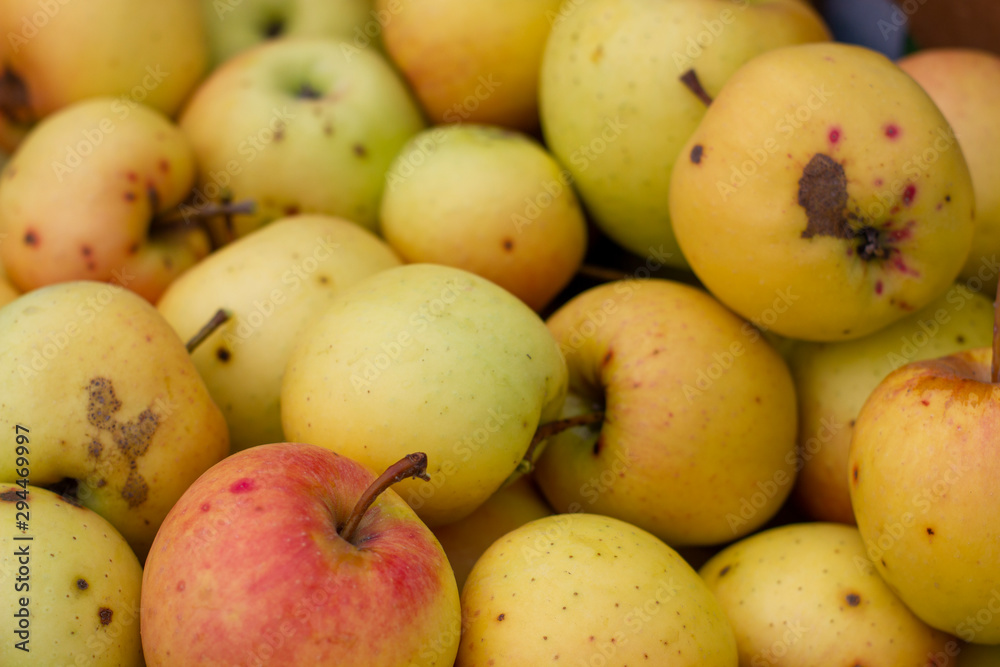 Background of yellow apples with scab and aunts.