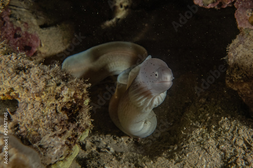 Moray eel Mooray lycodontis undulatus in the Red Sea, eilat israel photo