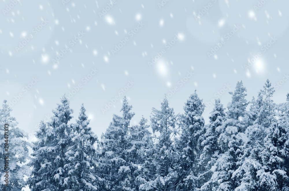 Coniferous forest covered with snow landscape backdrop. Winter season wild nature scenery. Snowy weather. Downfall in spruce woodland. Fir tree tops in hoarfrost. Snowfall in woods background