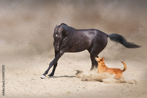 Akhal teke Horse run with dog in desert dust
