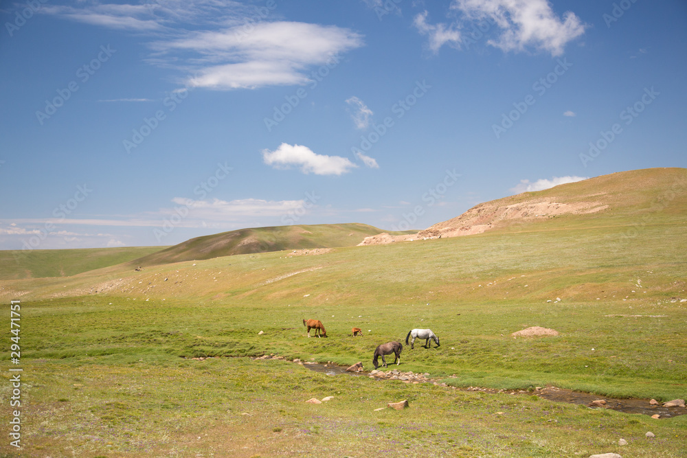 Horses on pasture near Song kol lake - landscape of high plateau in Kyrgyzstan Horses on pasture near Song kol lake - landscape of high plateau in Kyrgyzstan