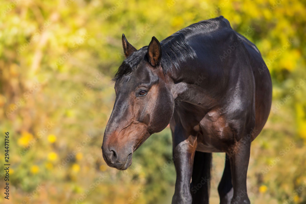 Obraz premium Bay stallion in fall park at sunset light