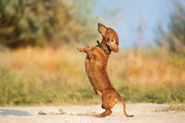 Dachshund dog make trick