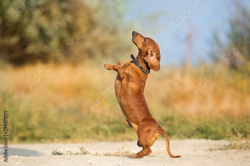 Plakat Dachshund dog make trick