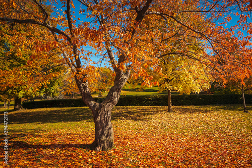 Photography Tree and fallen leaves in Autumn at High Park, Toronto, Canada