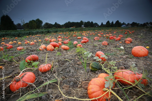 pumpkins in the field in autumn