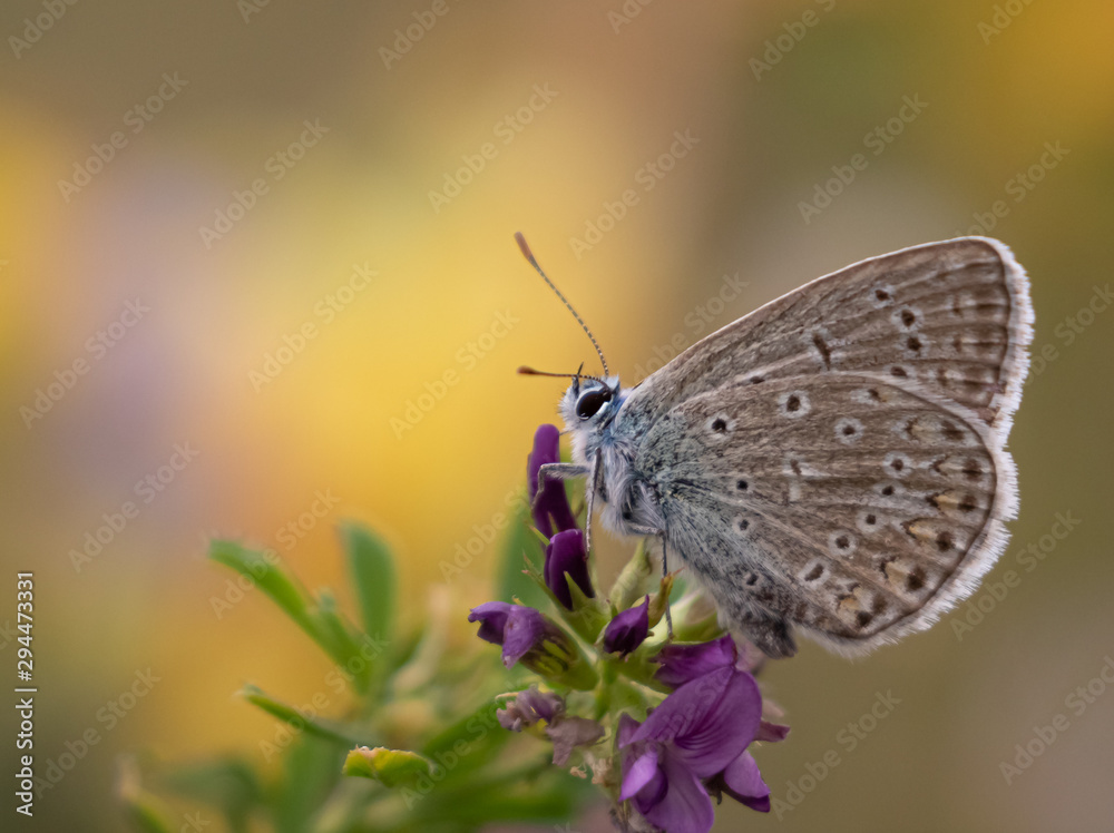 Butterfly on a colorful background Butterfly on a colorful background