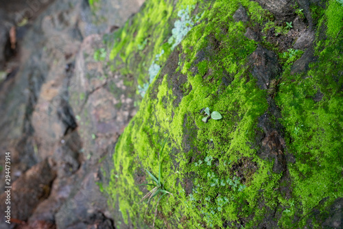 Moss on rock