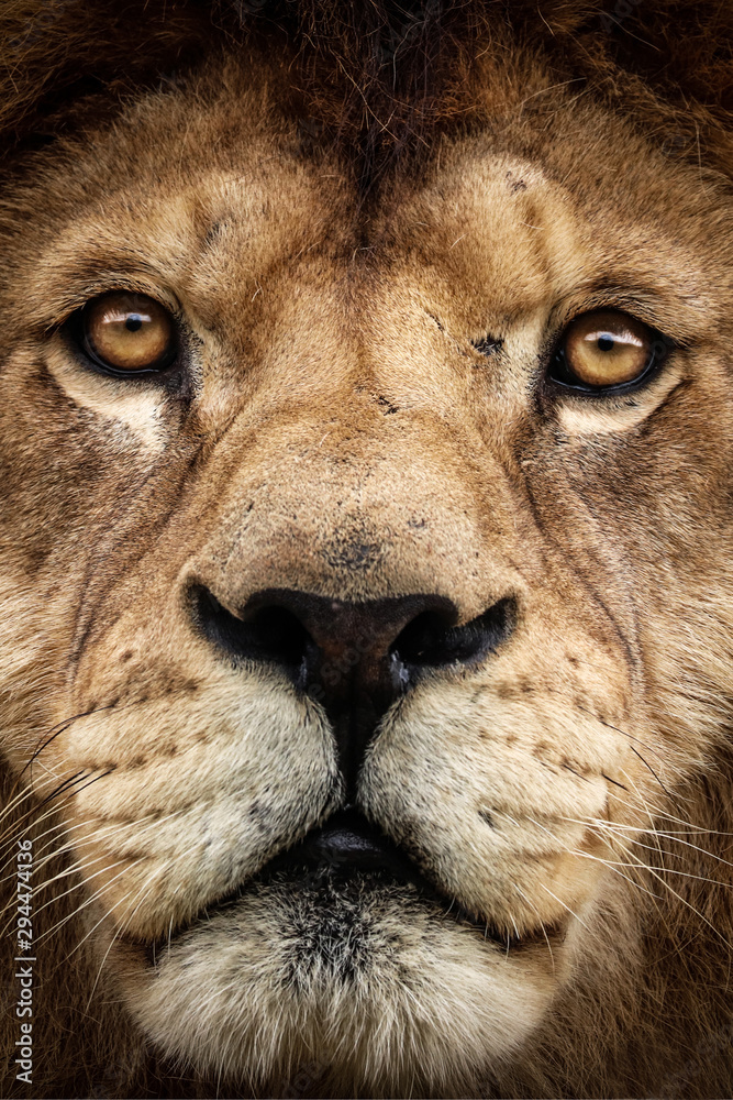 Detail lion