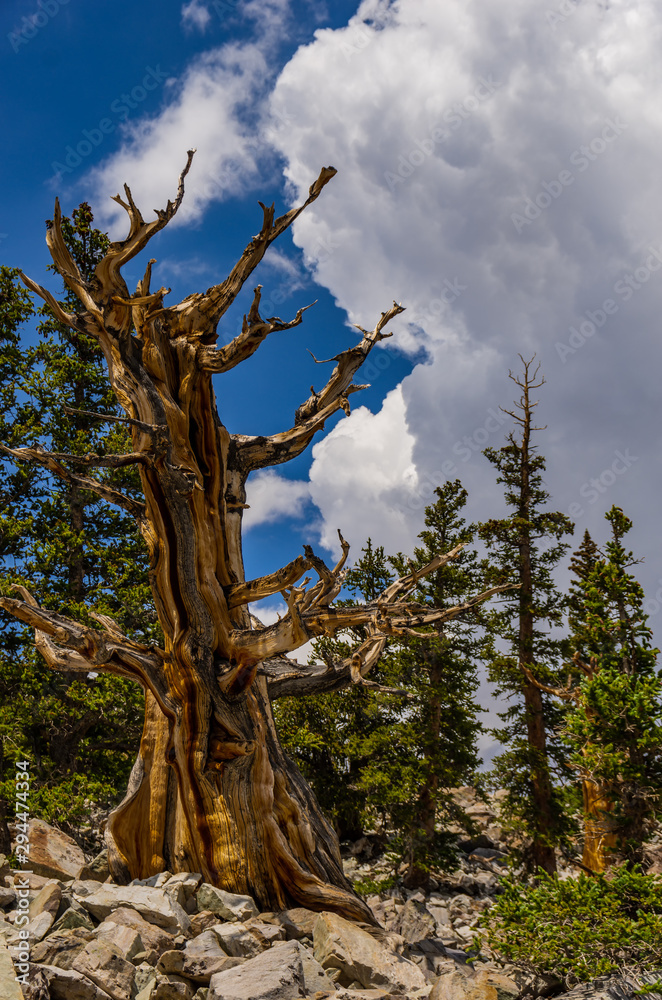 Fototapeta premium An Old Bristlecone