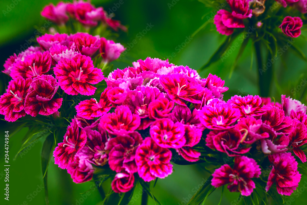 Carnation flower. Close up blooming carnation glory pink flower Dianthus caryophyllus, carnation clove pink, species of Dianthus deltoides Carnation flower. Close up blooming carnation glory pink flower Dianthus caryophyllus, carnation clove pink, species of Dianthus deltoides