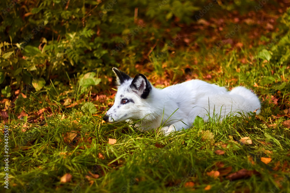 White fox to hunt. The fox in the autumn fox.